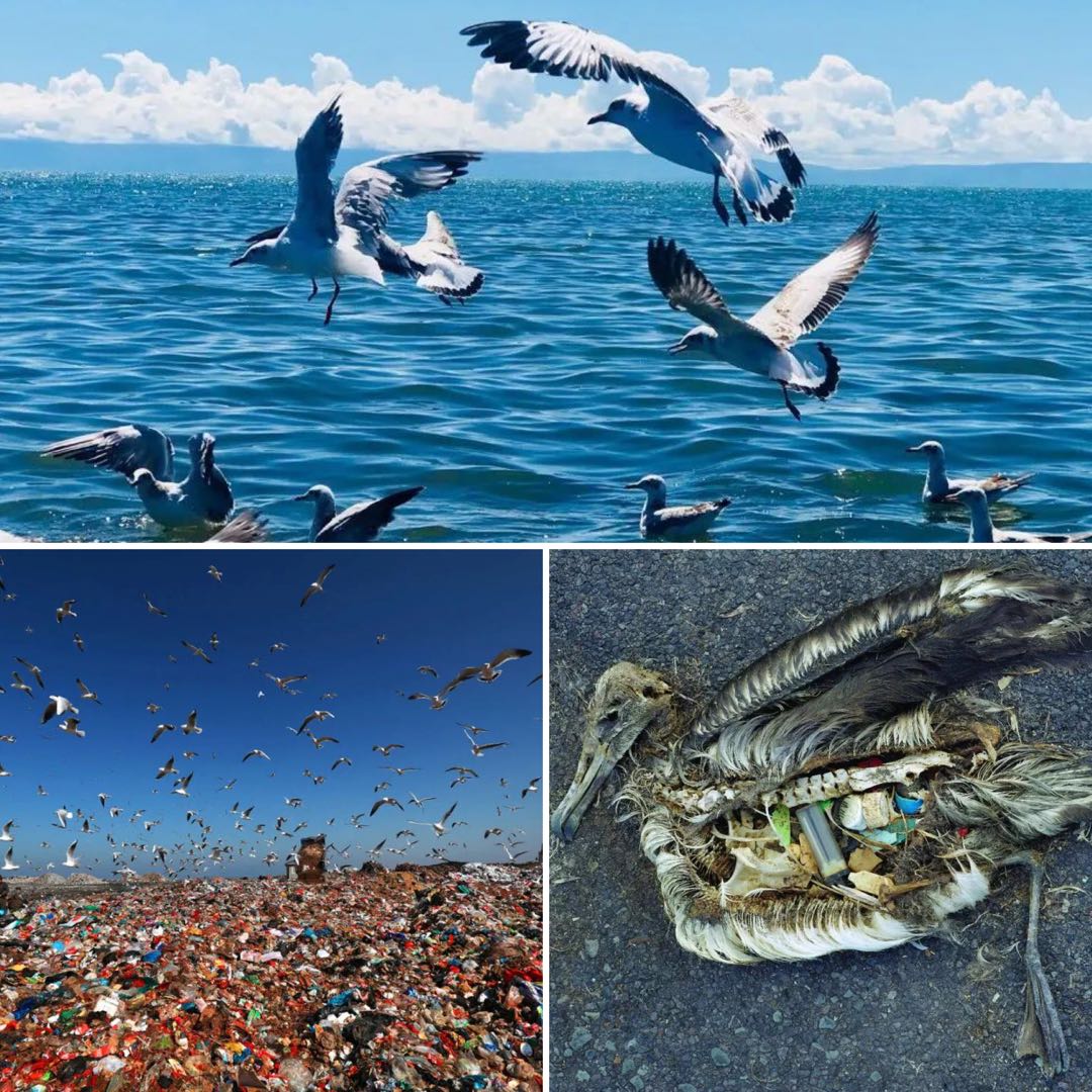 海洋动物生存现状